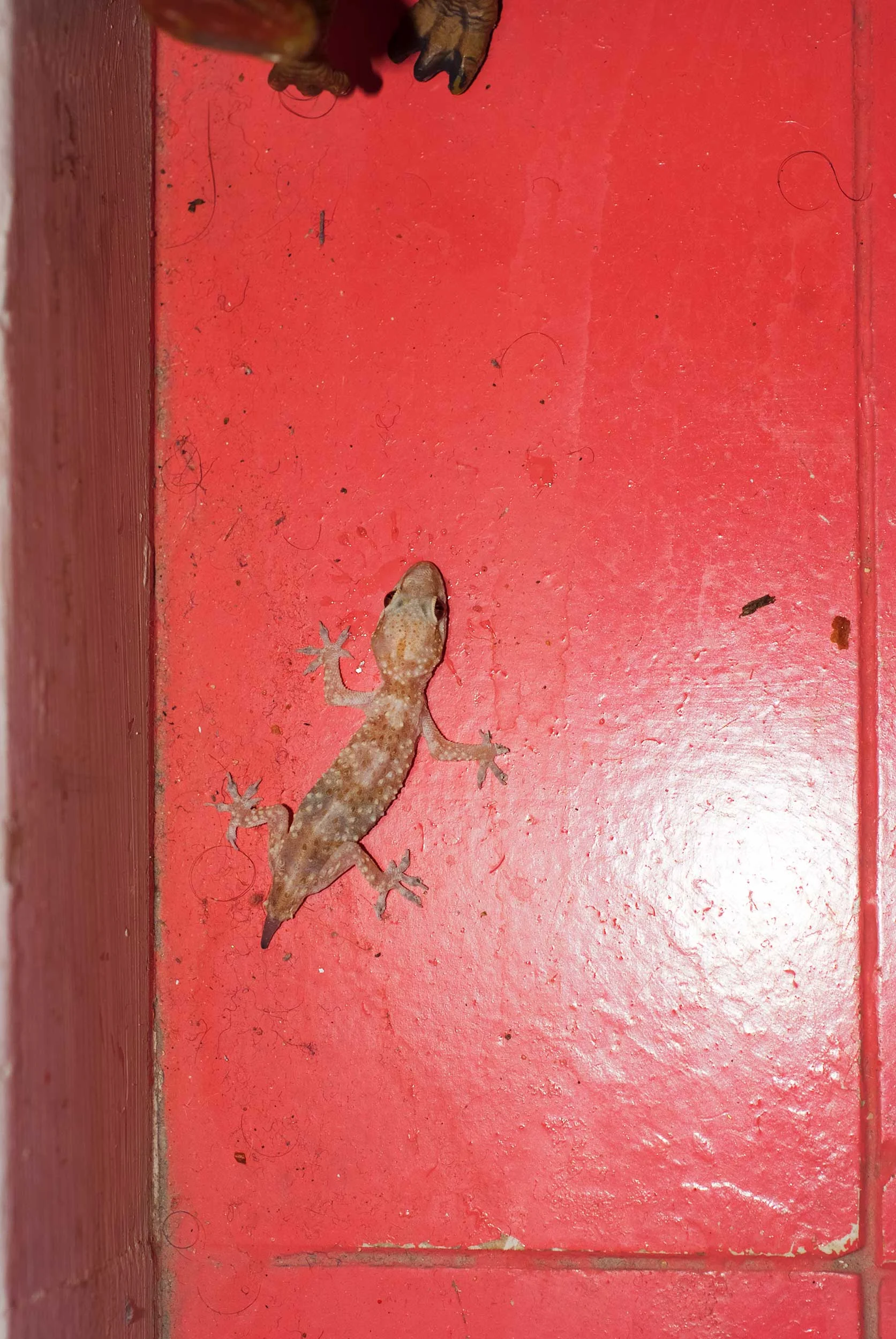 Salamander