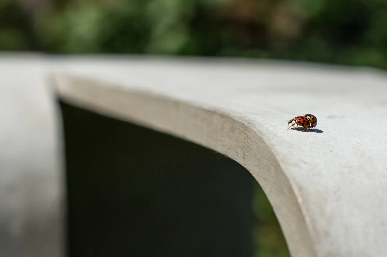 the Seater and a ladybug, photo: Klemen Razinger