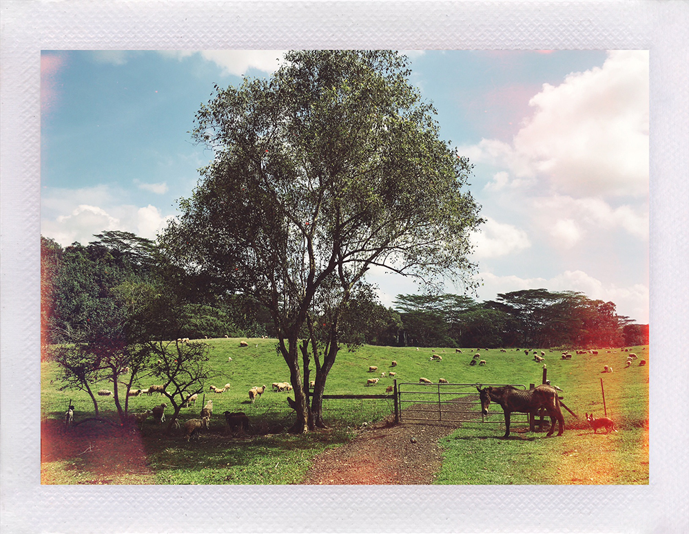 Oma'o Ranch Lands, Koloa, Kaua'i