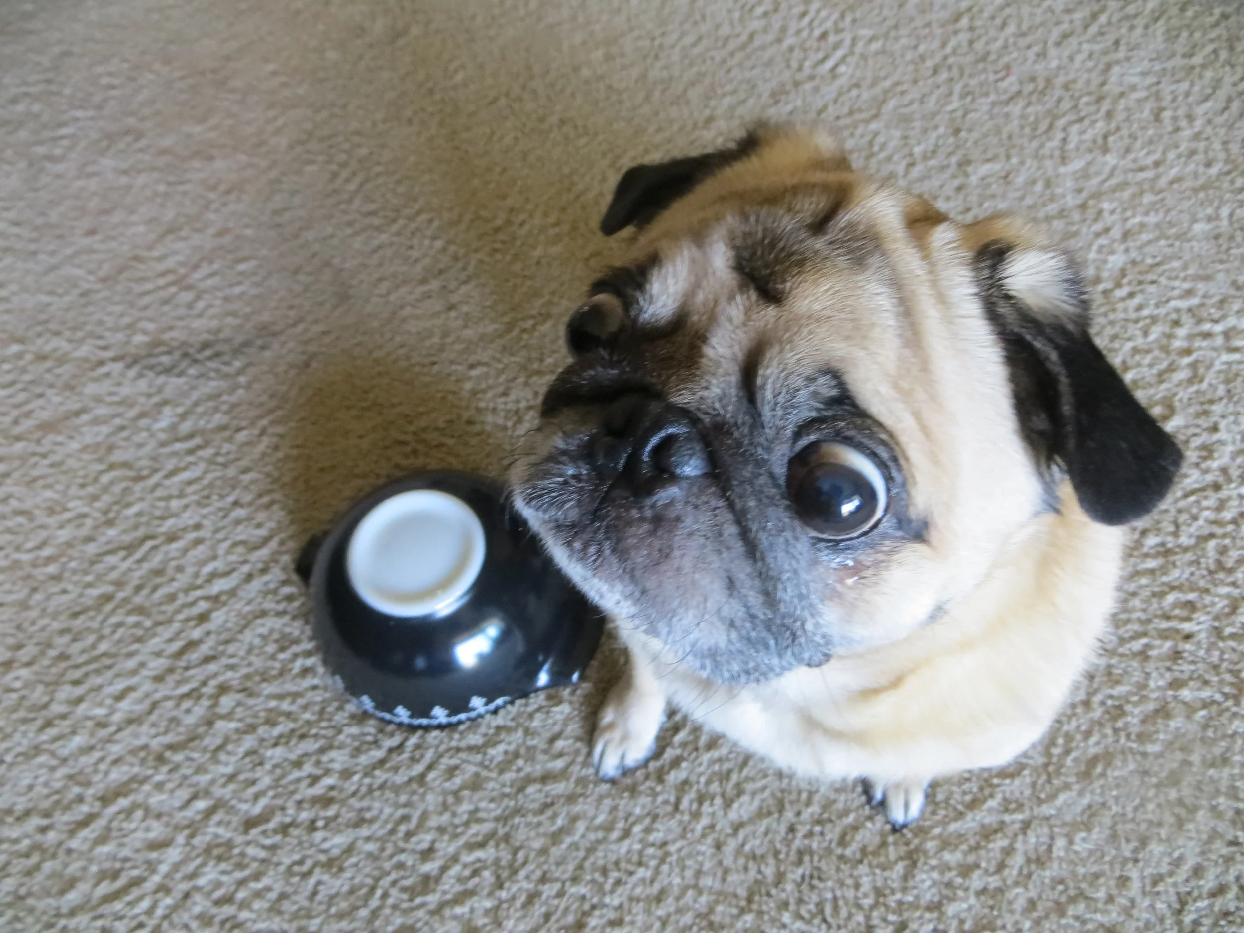 Elvis Von G & Black Pyrex