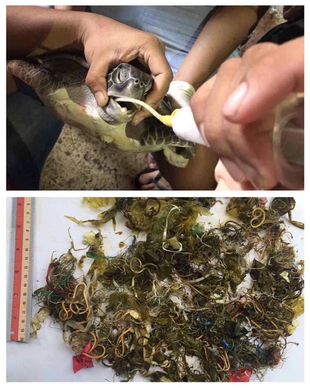 People try to feed a turtle found in Chon Buri before it died on June 6. An autopsy later found loads of plastic and rubber bands in its stomach. Photo: ReReef Thailand