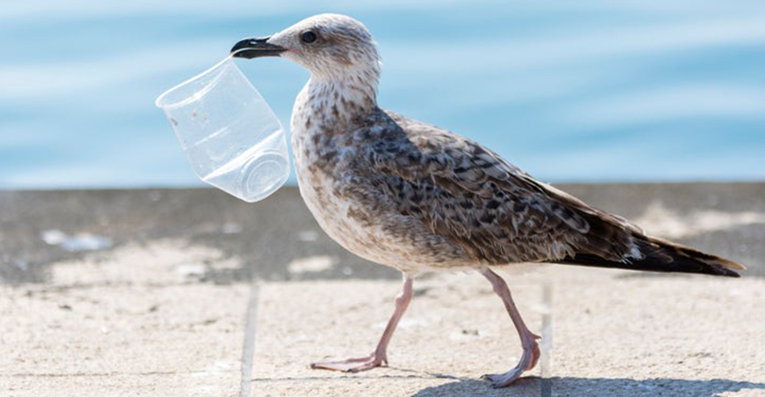 What’s the Fix for the U.S. Plastic Waste Pile Up?