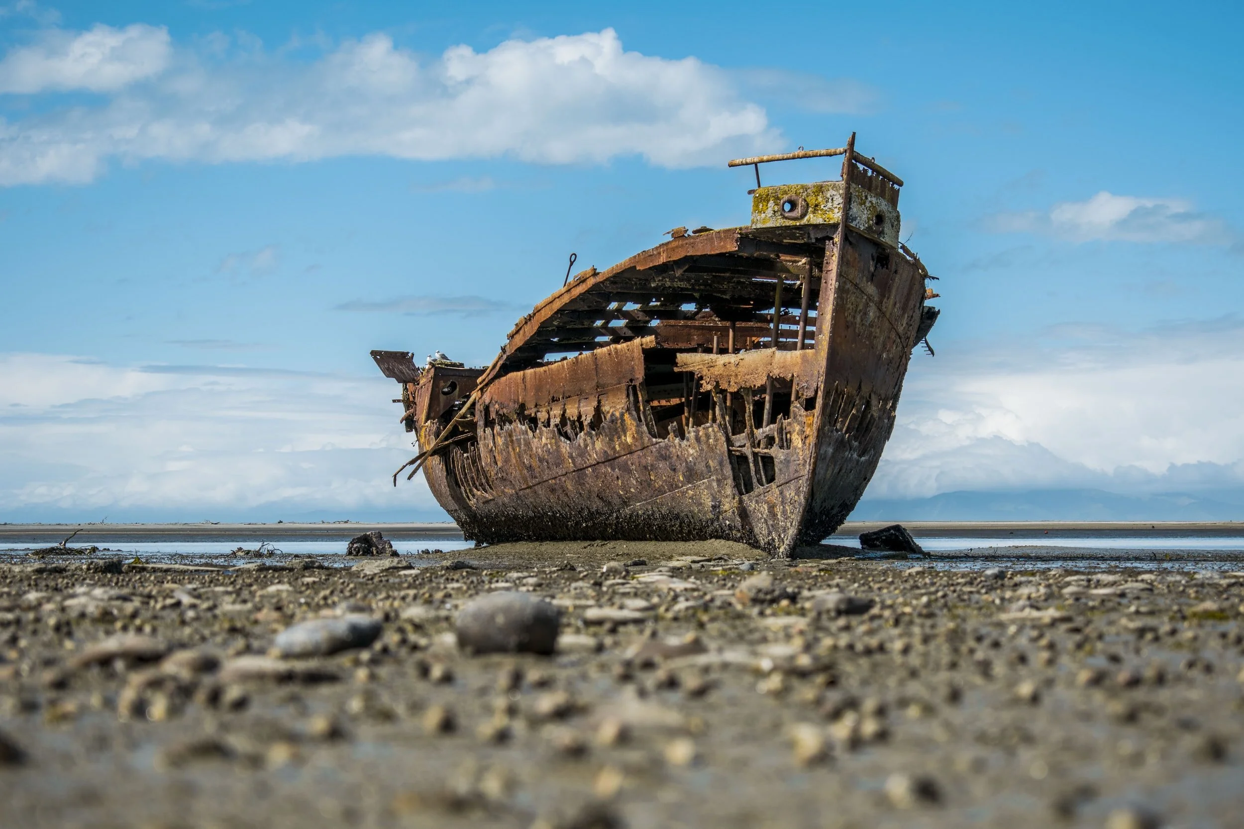 NGOs call upon authorities to sanction illegal exports of cruises