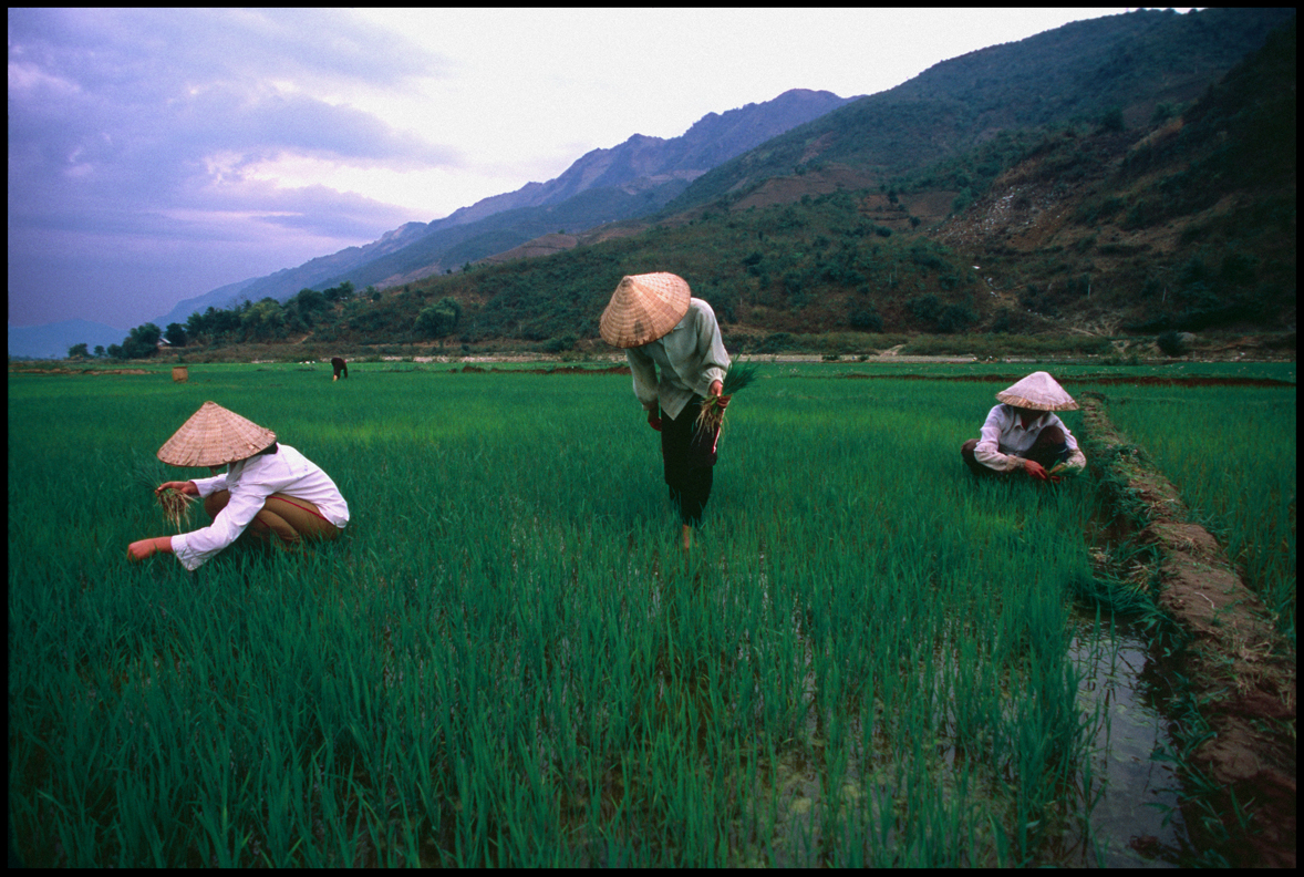 Villagers tending to their rice patties. Lai Chau. Vietnam.