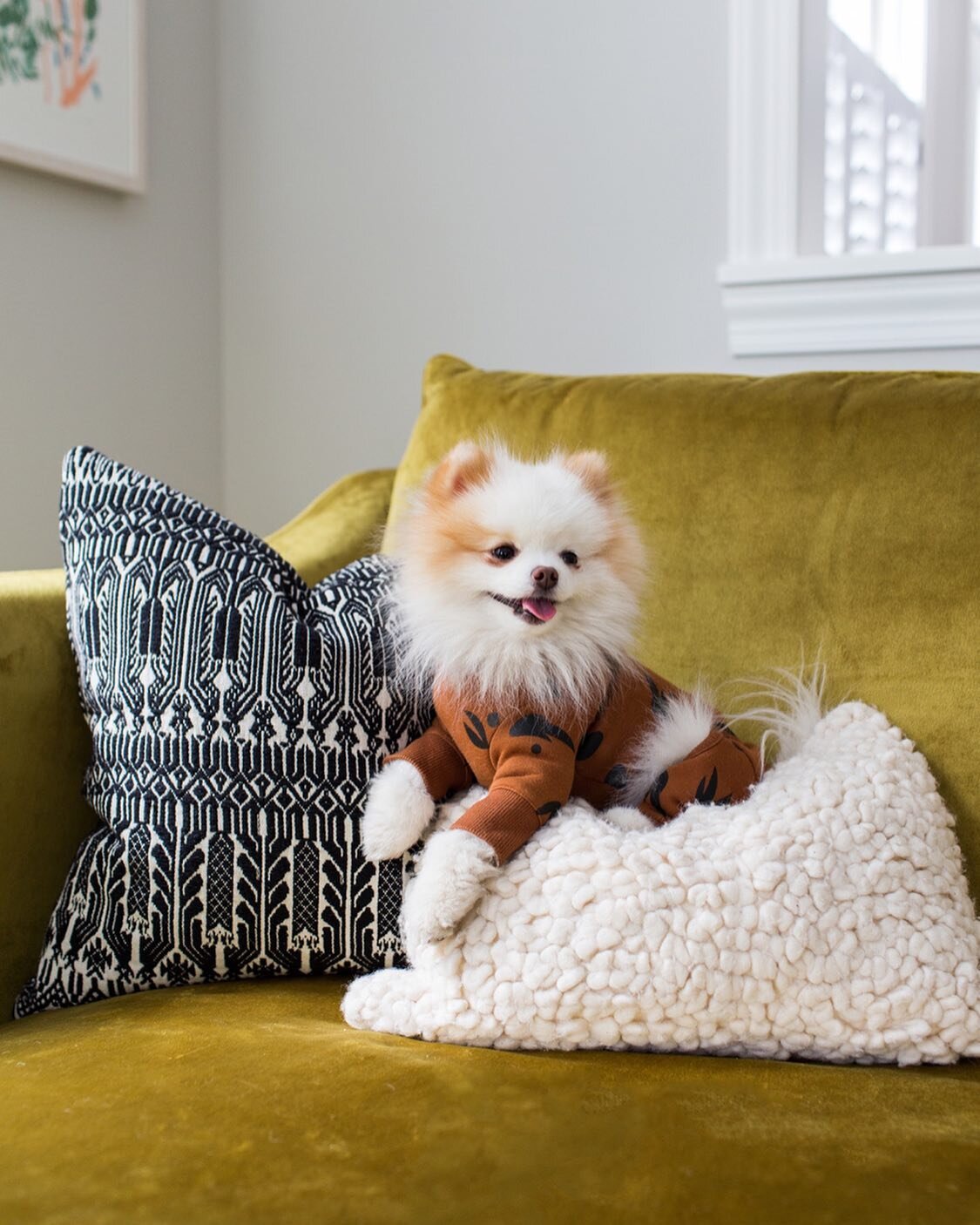 My two loves&mdash; Lunchbox and a statement couch. If you know me, you know this gal right here is my bestie ✨🐶 
⠀⠀⠀⠀⠀⠀⠀⠀⠀
Since it&rsquo;s #NationalPetDay, here are few things to know about Lunchie:
⠀⠀⠀⠀⠀⠀⠀⠀⠀
1️⃣ She has #alopecia and sometimes ge