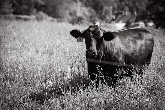 A Trip to Stone Barns