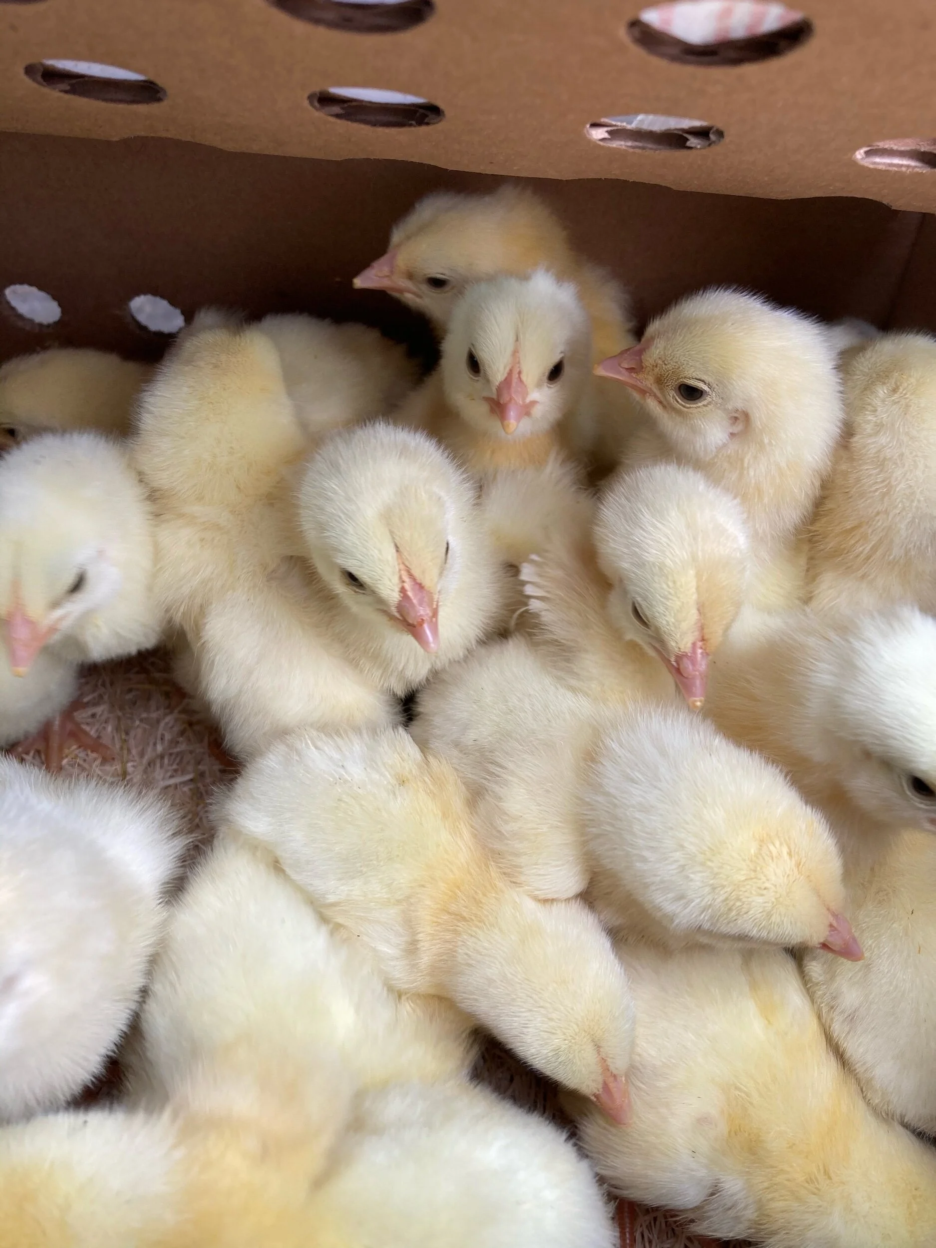 Fluffiness personified.
