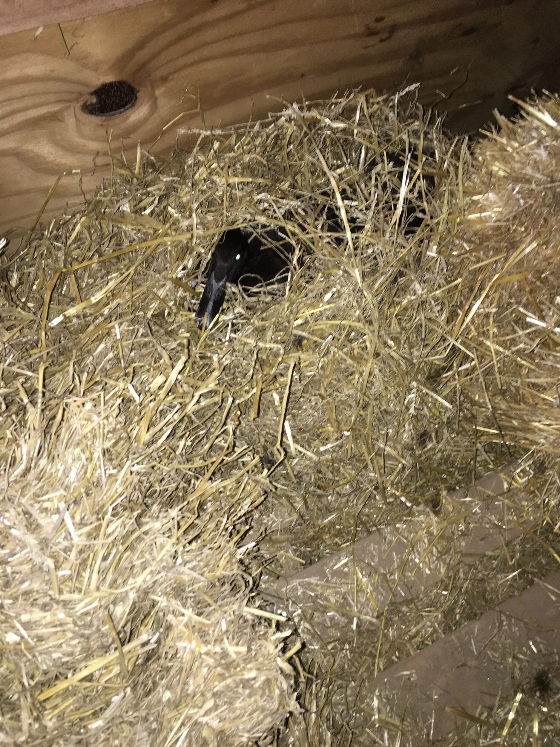 We anxiously wait to see how many chicks will come from Lil’ Blackie’s efforts. She is back on the nest. For the first time we have a broody duck (Sylvia!) so we will have ducklings too. So many happy surprises.