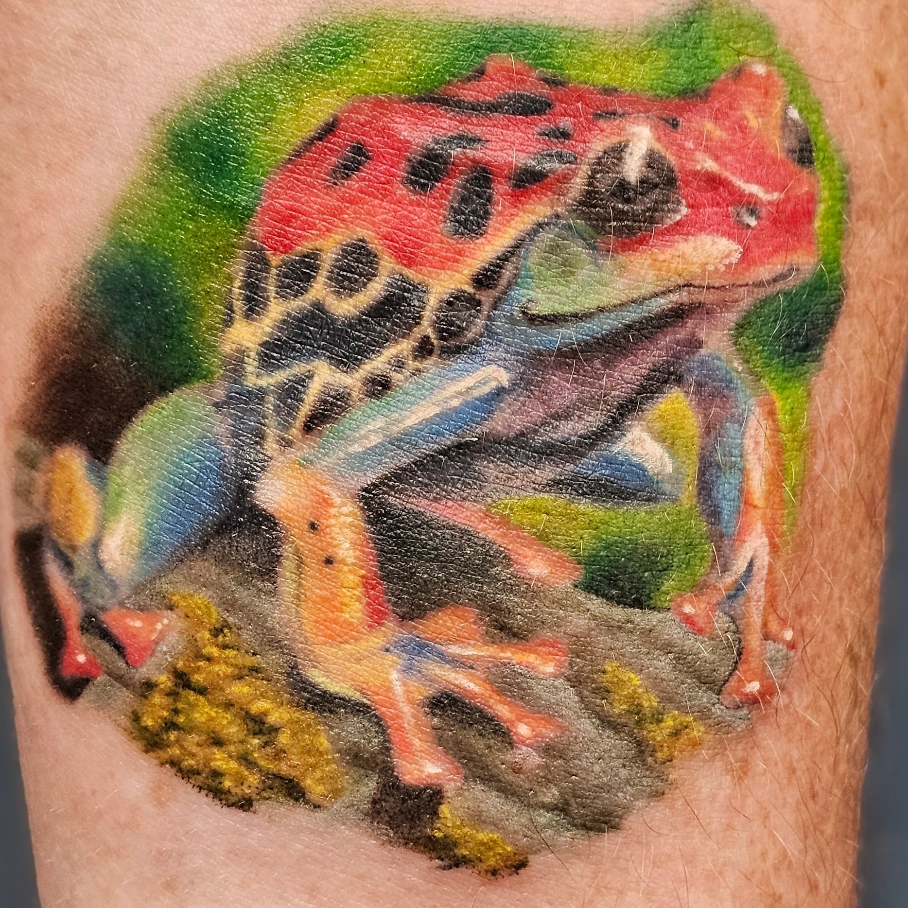 Color Realism Frog Tattoo