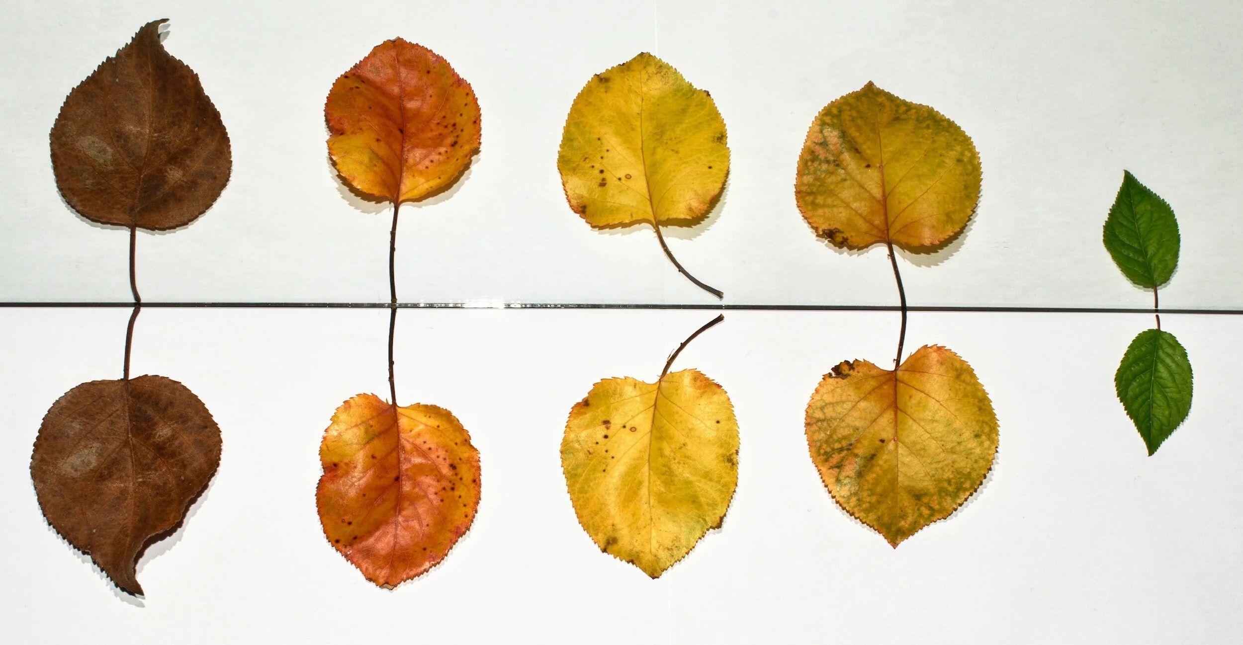 Autumn Wellness: Boosting Immunity, Managing Allergies, and Staying Balanced with Oriental Medicine