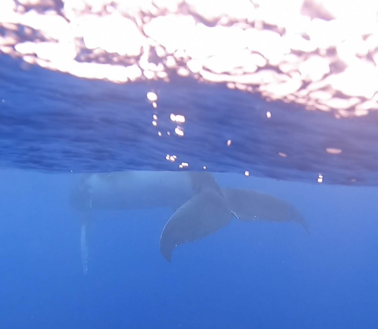 whaletail.png