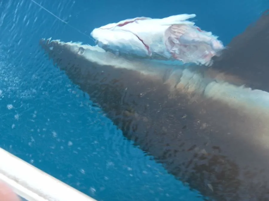 shark.jpg