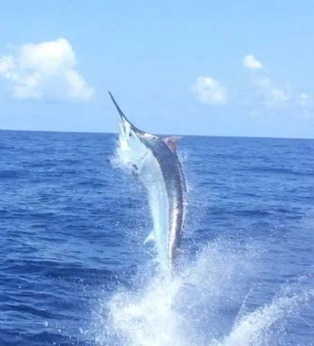 Chasing Black Marlin in Cairns with Team Pies