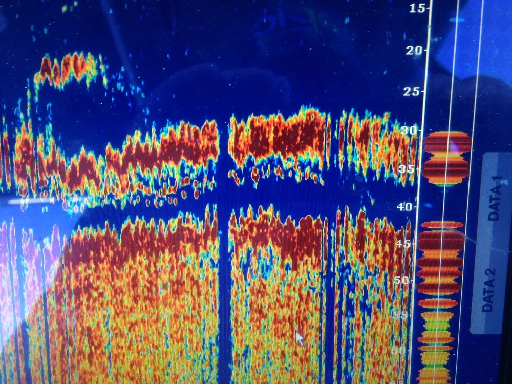 Furuno Marine Electronics