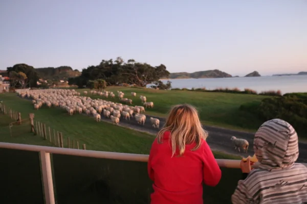 sheep_opitobay.jpg