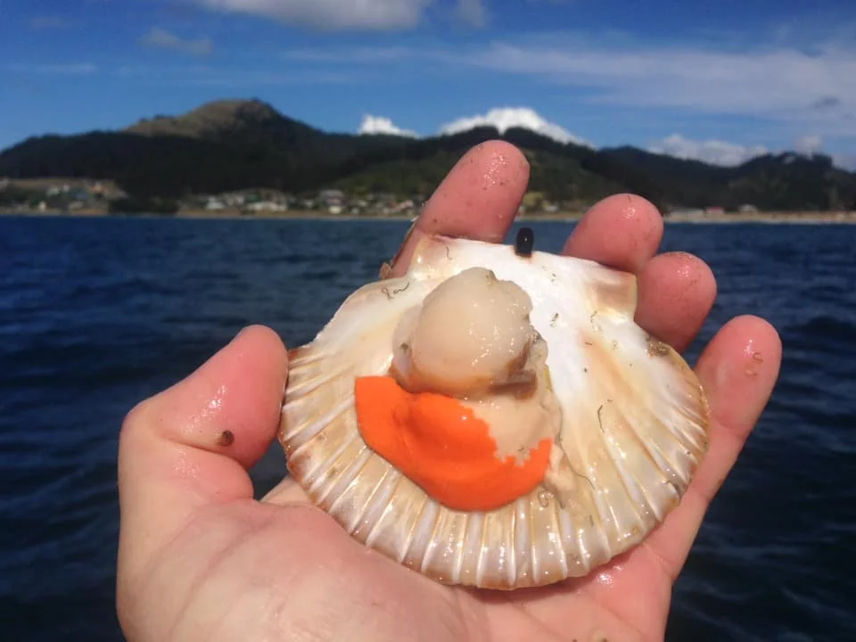 scallop_opening.jpg