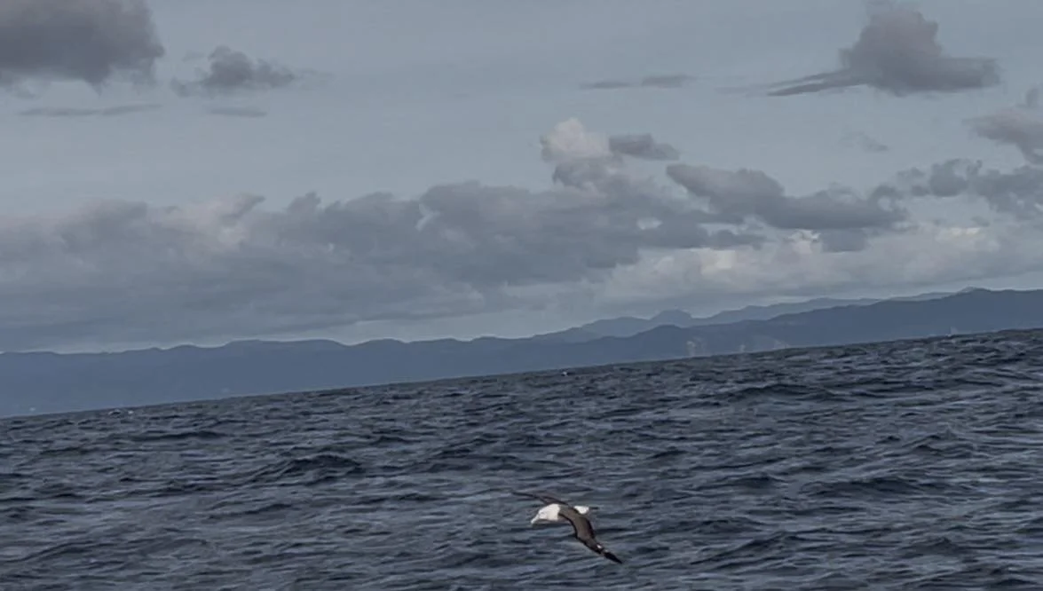 albatross_flying.jpg