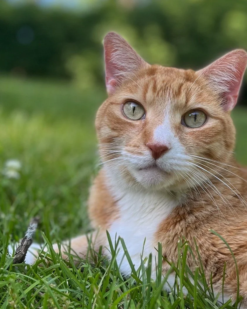 RIP Michael, our beautiful cat . You and your brother Pat were originally adopted by my dad . When he passed we were blessed to have you in our home. You will be missed by all of us especially Aidan who loved you so! 😢