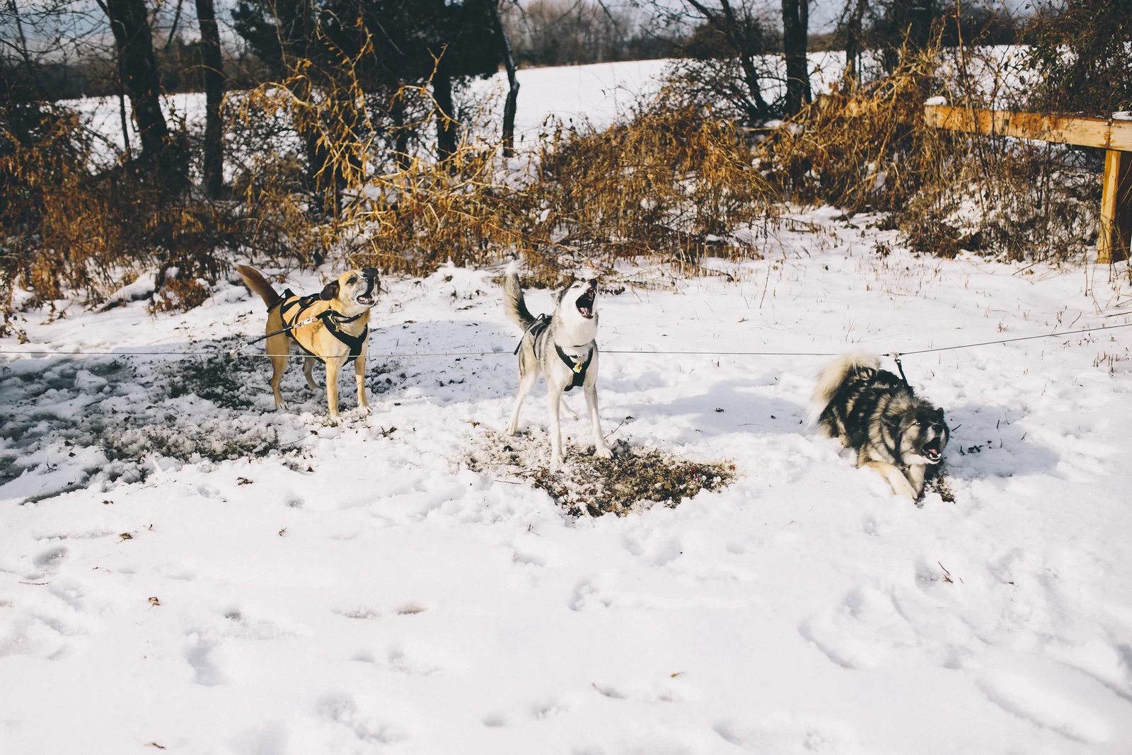 dogs-barking.jpg