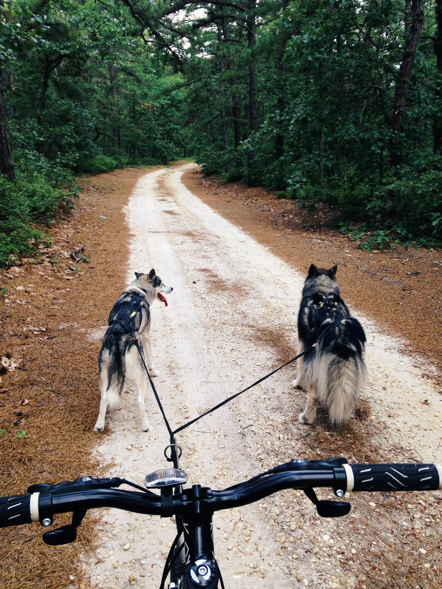 bikejor.jpg