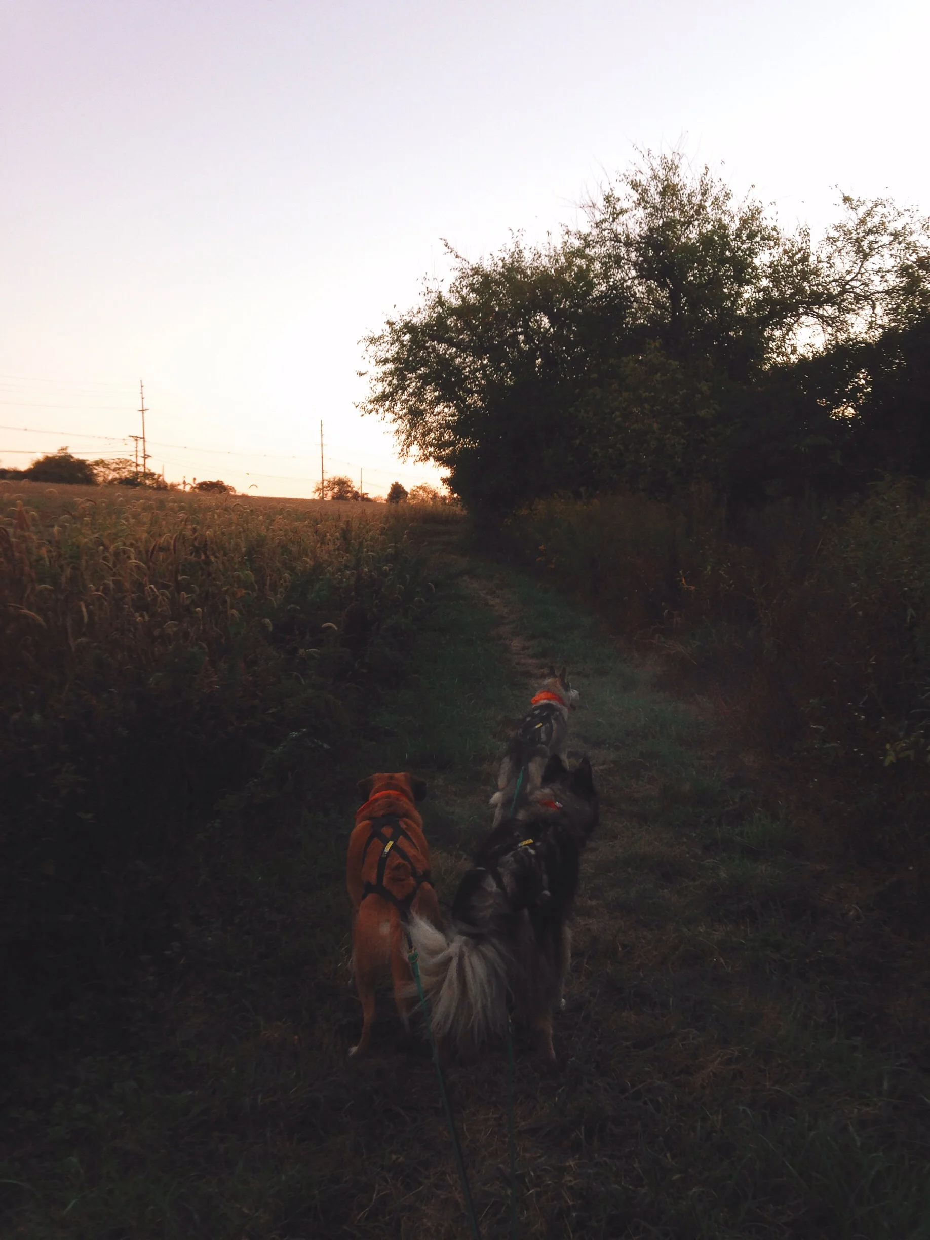 Dawn at Six Mile Run