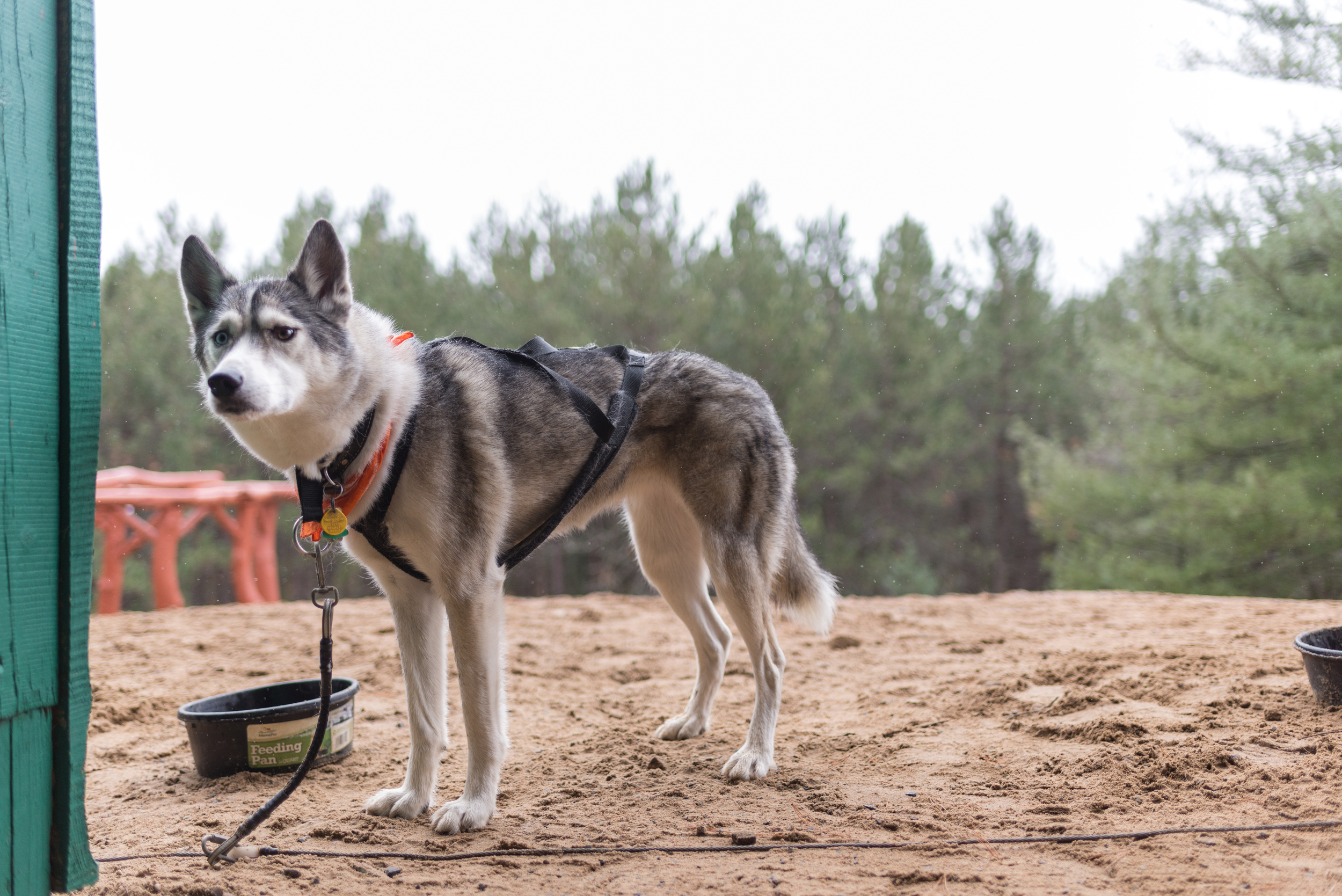 mushing-trip-dslr-4190.jpg