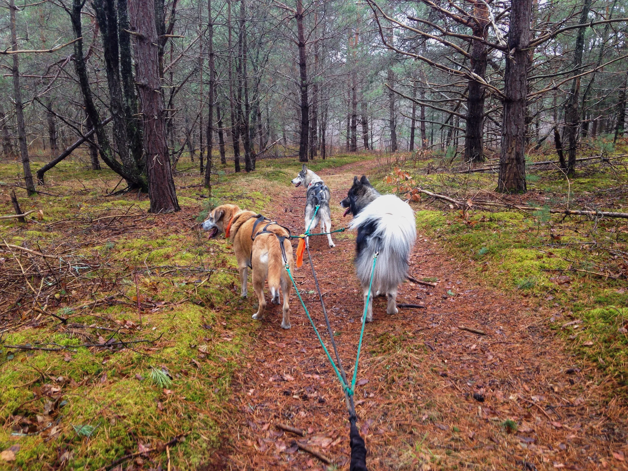 mushing-trip--11.jpg