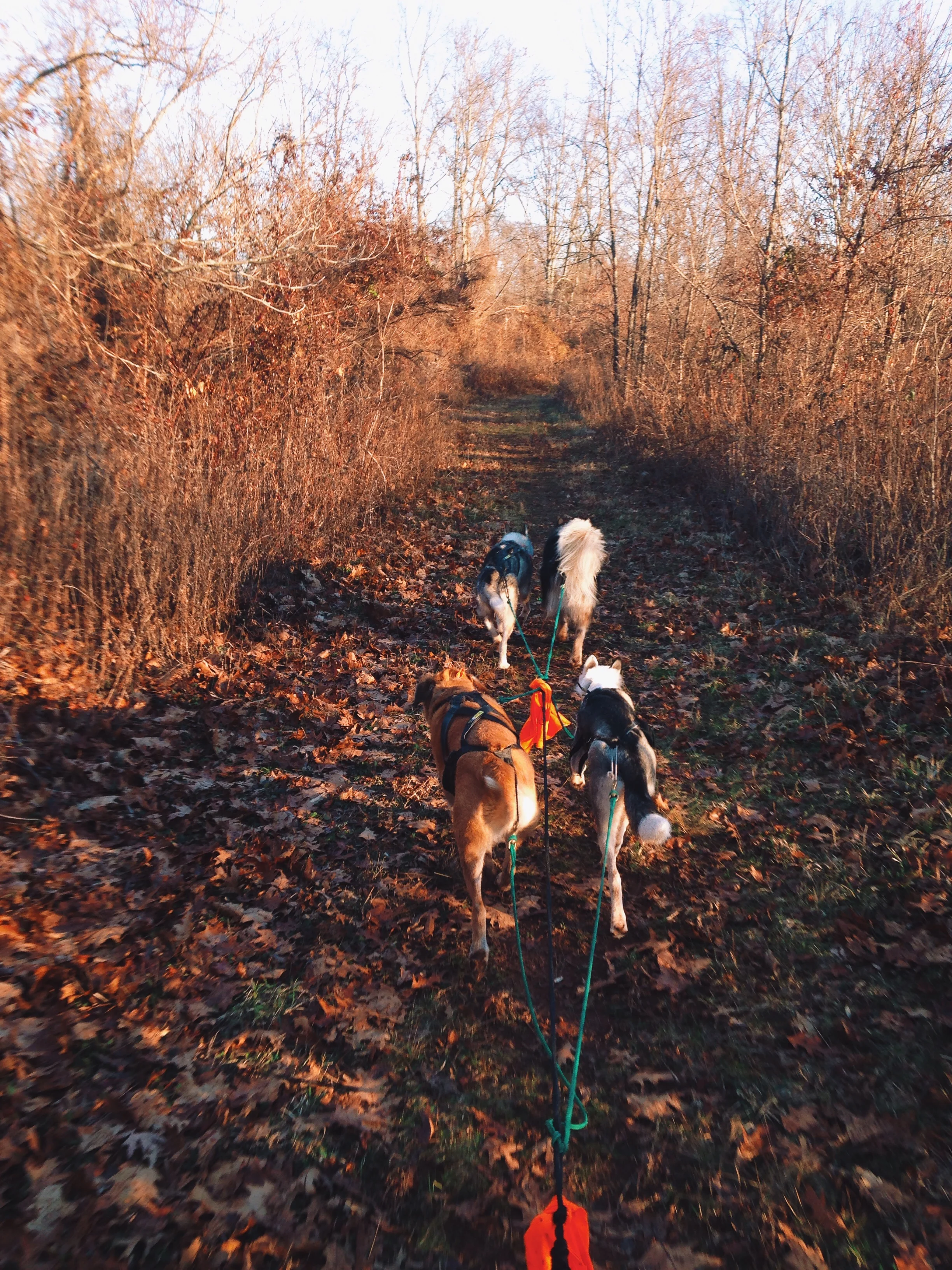 Dog Mushing in NJ