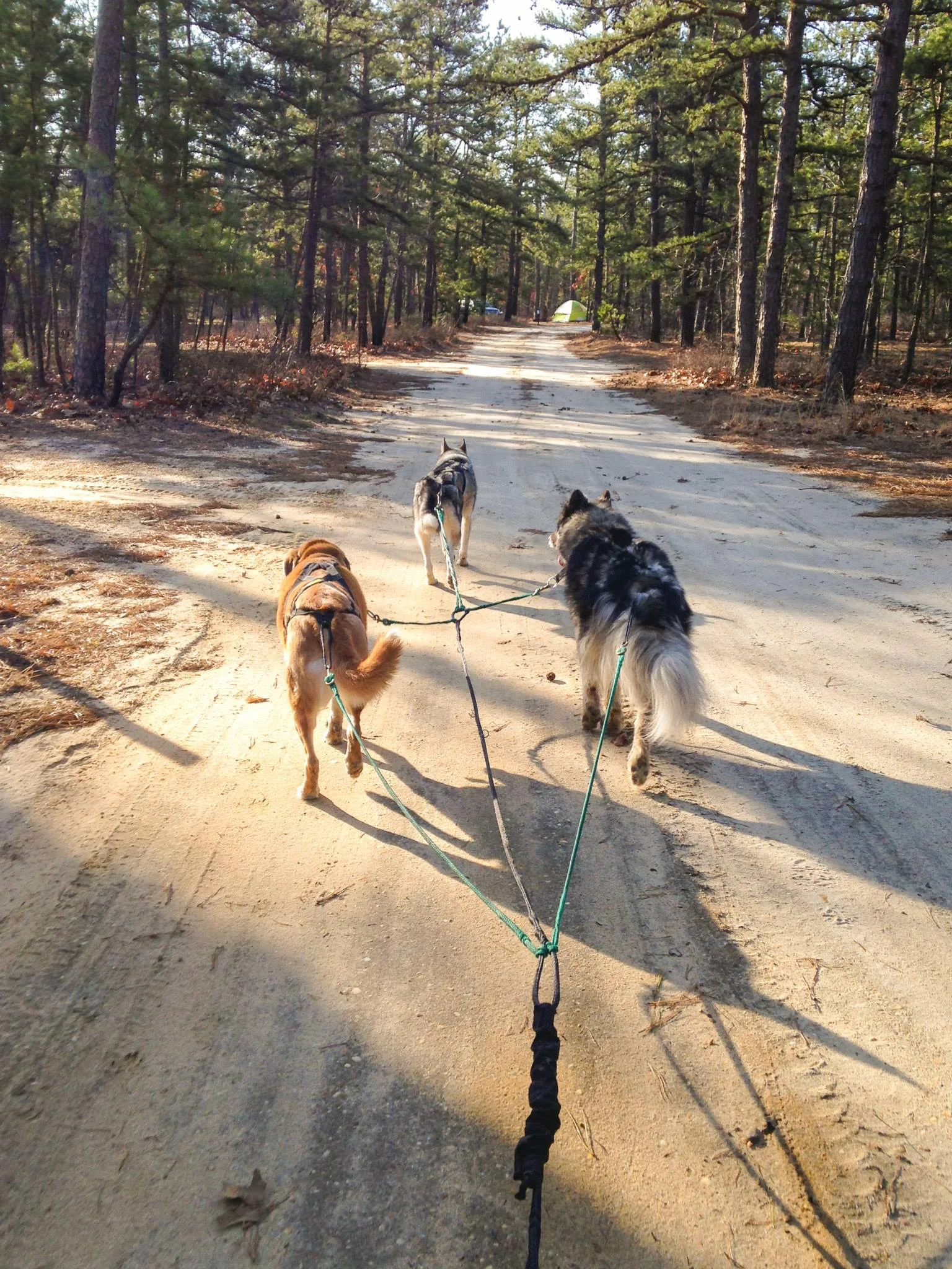 Returning to camp after 9.8 miles.