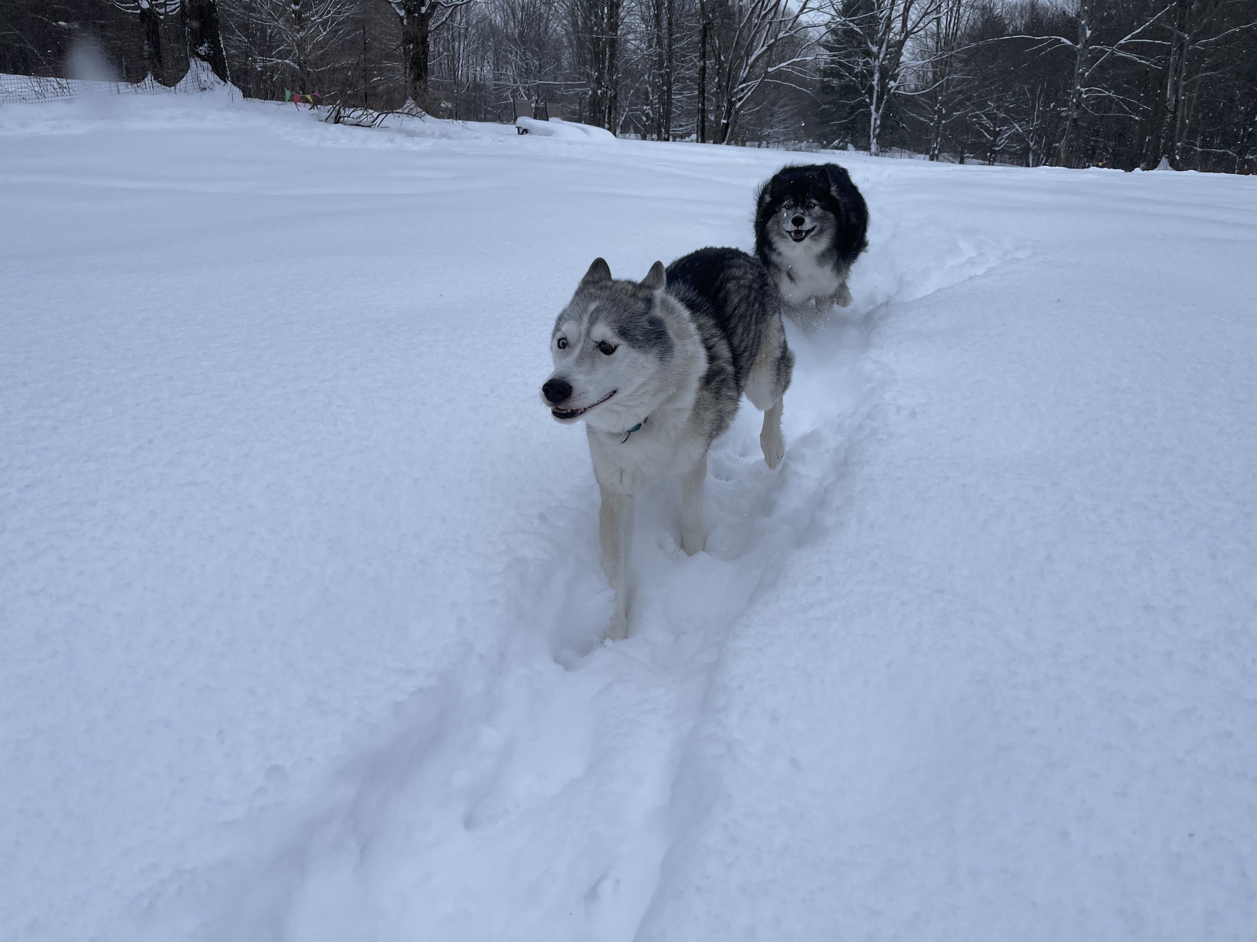 Denali and Knox