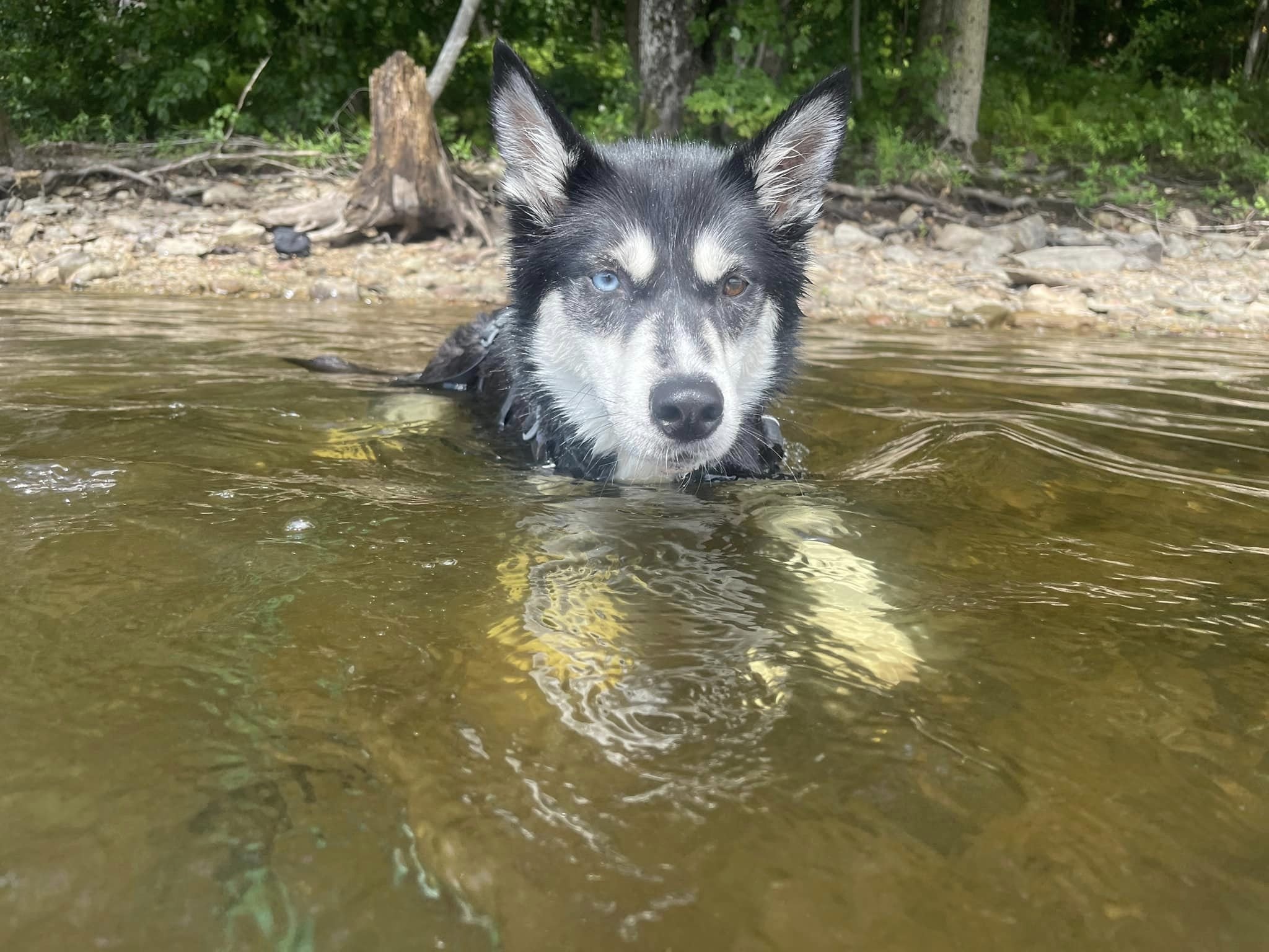 Laika-swim.jpeg