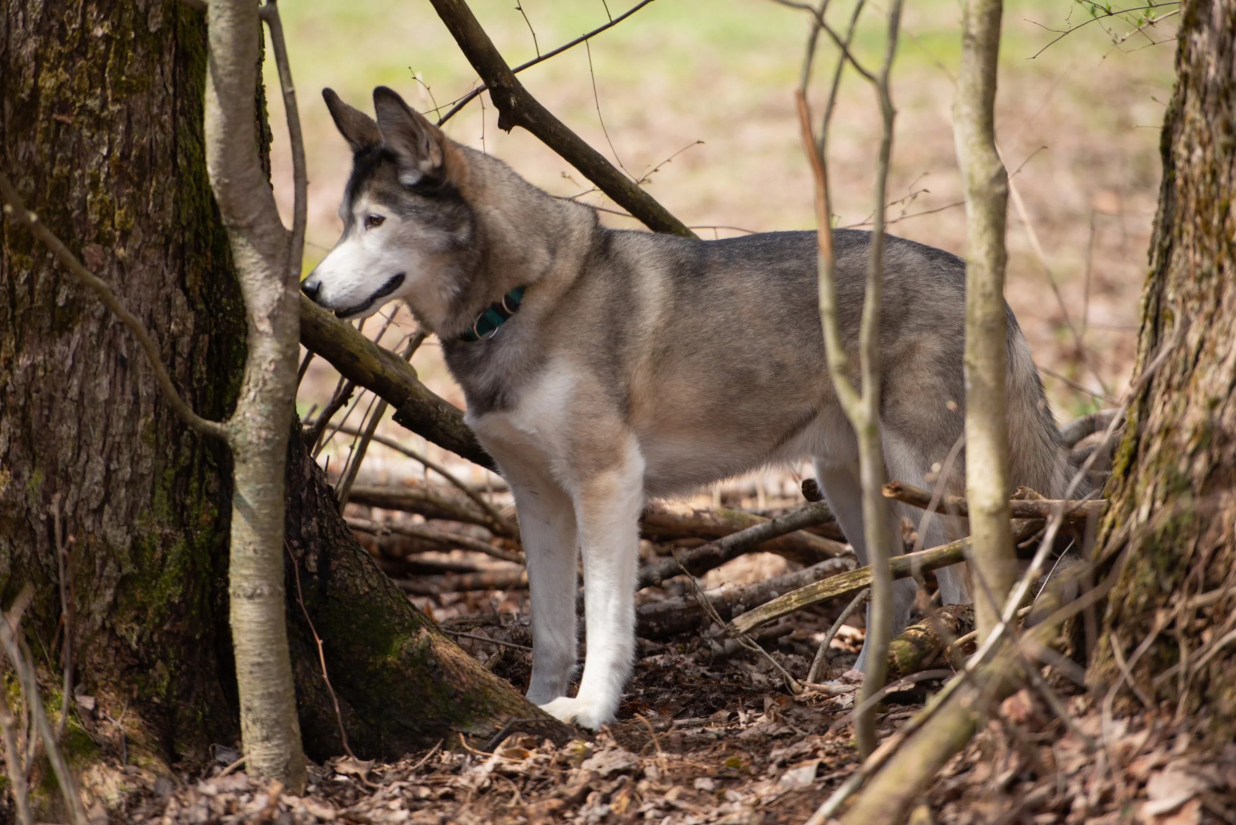 DSC_8463.jpg