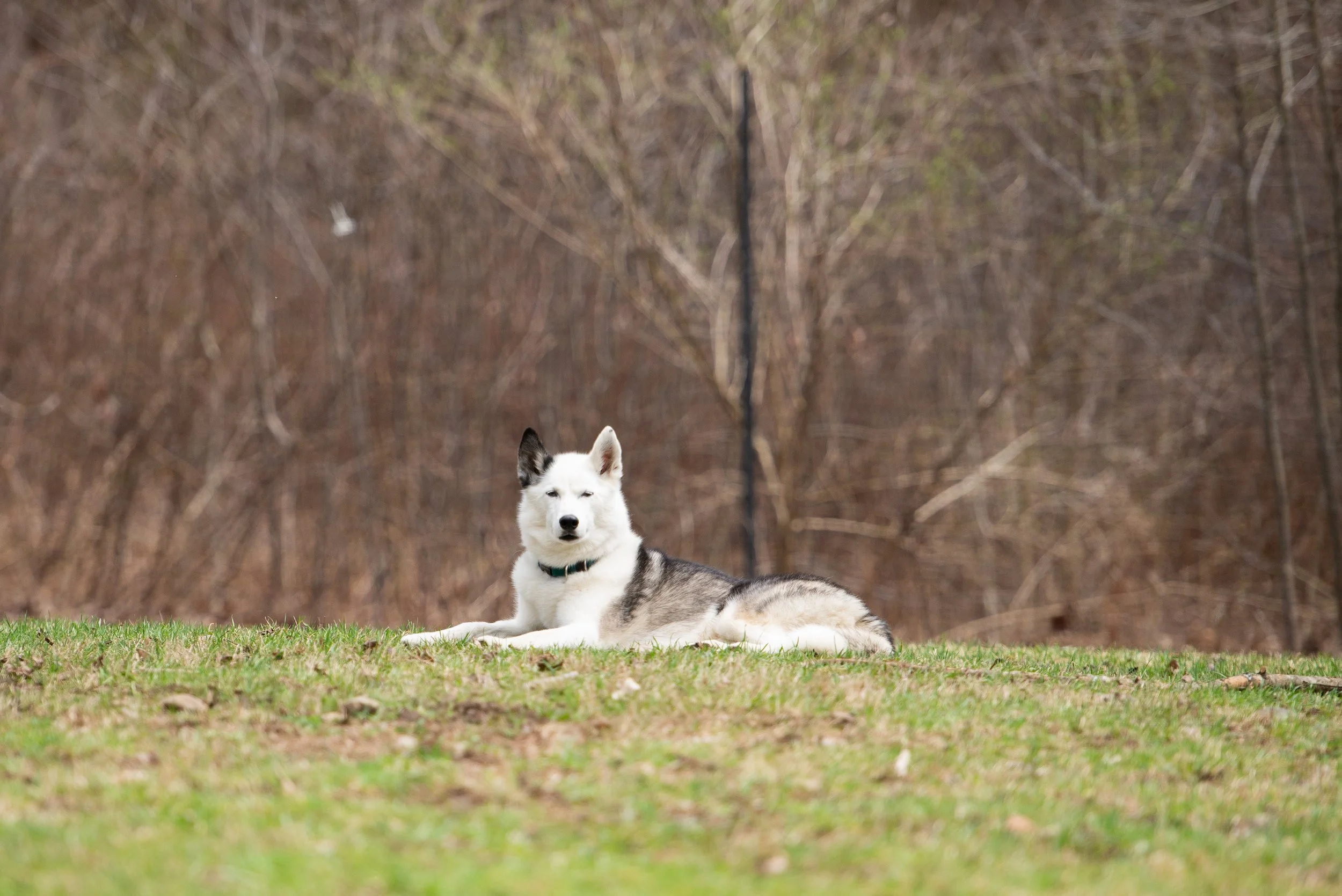 DSC_8488.jpg