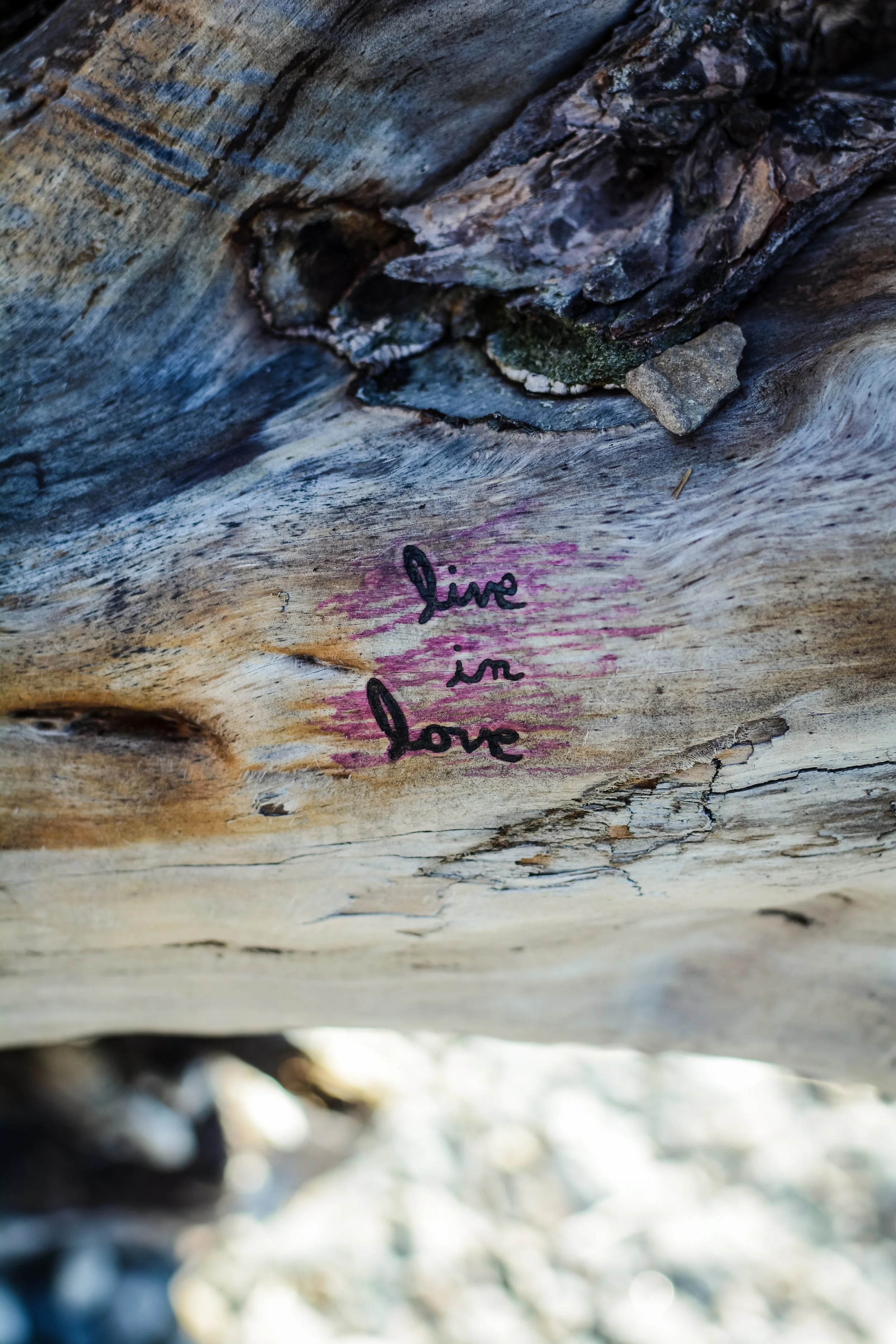 Photo Credits: Amber Lilyestrom