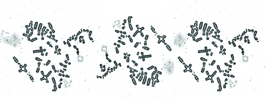 whole metaphase_THREE_BANNER.jpg