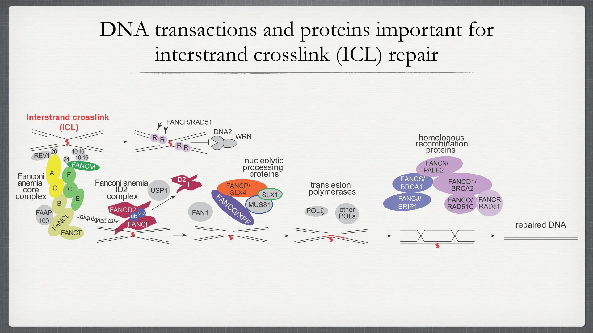 DNA transactions at the ICL and the FANC proteins. The proteins encoded by the nineteen genes identified to be mutated in FA patients (colored in the schematic) are implicated in a common pathway important for the repair of DNA interstrand crosslink (ICL) lesions that covalently link two strands of DNA. Associated proteins that have not been shown to be mutated in FA patients are shown in grey. Upon replication fork stalling at the ICL, FANCI and FANCD2 are ubiquitinated by the FANCL in the core complex and localize to the ICLs where they directly or indirectly recruit effectors including SLX4, FAN1, and translesion polymerases. The repair is completed by homologous recombination. FANCS/BRCA1 has been also implicated in unloading of the replicative CMG helicase at stalled replication forks and RAD51 functions to protect the DNA at the crosslink from inappropriate degradation by DNA2/WRN complex. Letters stand for full gene names A=FANCA, B=FANCB, R=FANCR, and so on. Figure and text are adapted from Wang and Smogorzewska, SnapShot: Fanconi anemia and associated proteins. Cell 2015 Jan 15. This model is based on work from many labs working on ICL repair.