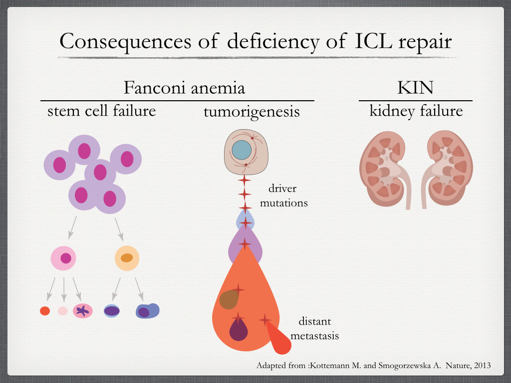 Consequences of poor ICL repair. Unrepaired or misrepaired ICLs lead to stem cell failure, tumorigenesis and kidney failure. Fanconi anemia (FA) patients may display diverse congenital abnormalities, including growth restriction, skeletal, and other organ malformations. Most FA patients develop bone marrow failure that may affect any of the blood lineages. FA patients are also cancer prone. Kidney failure is characteristic in karyomegalic interstitial nephritis (KIN) caused by mutations in FAN1, which codes for a nuclease that participates in ICL repair