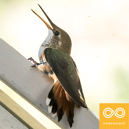 hummingbird-20140602-D71_4797-2v.jpg