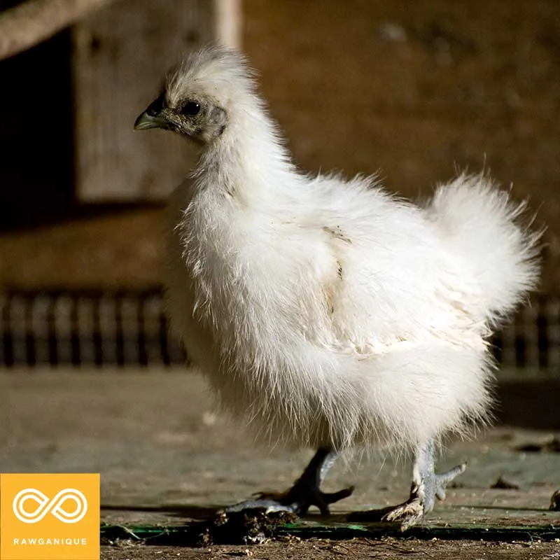 silkie-20100616-_7006255vl.jpg