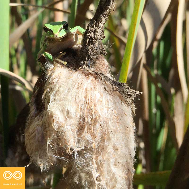 Cattail Frog