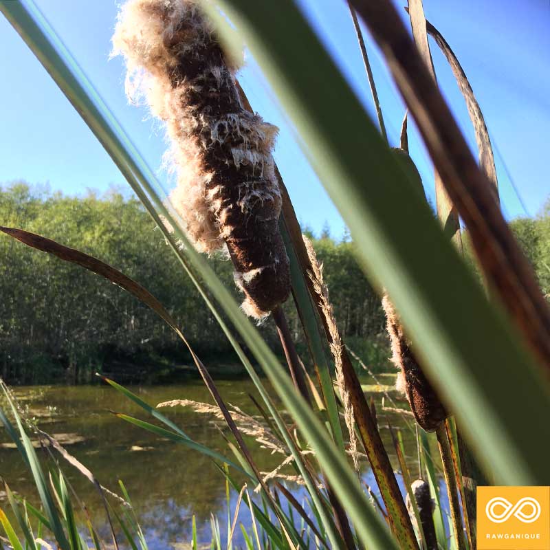 Cattail