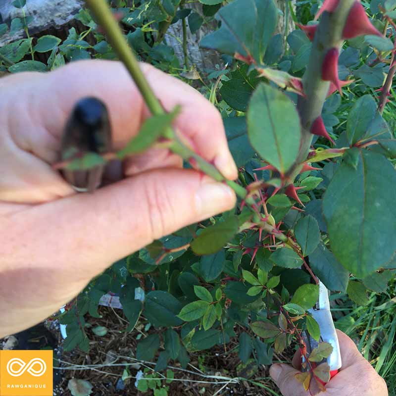 Rose Propagation