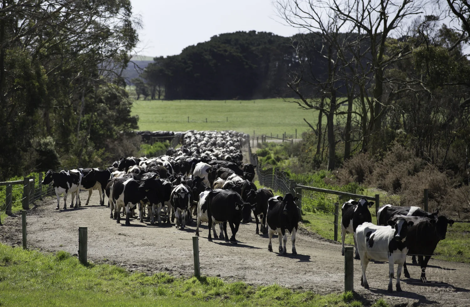 woolnorth-5567.jpg