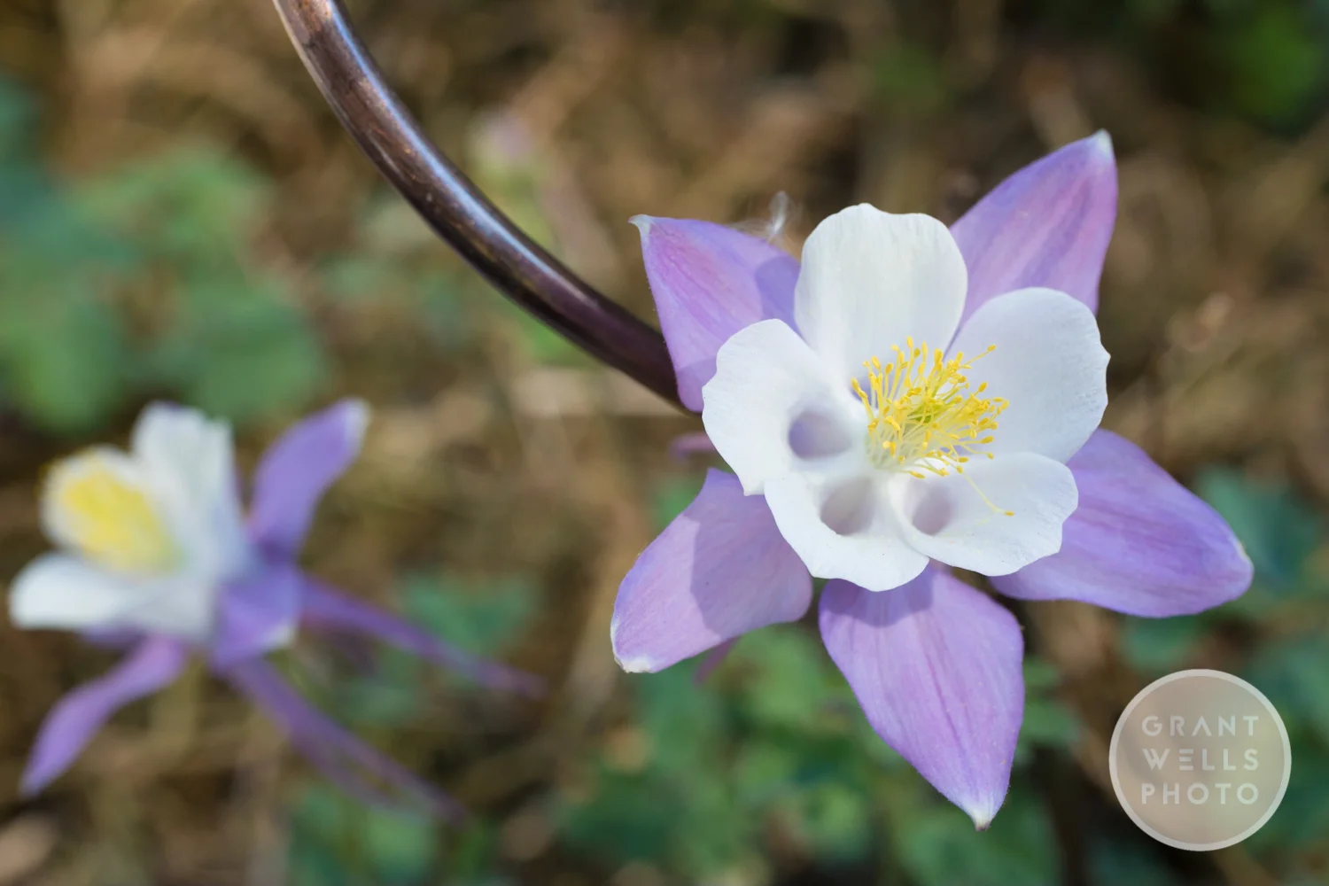 Bloomin' marvellous