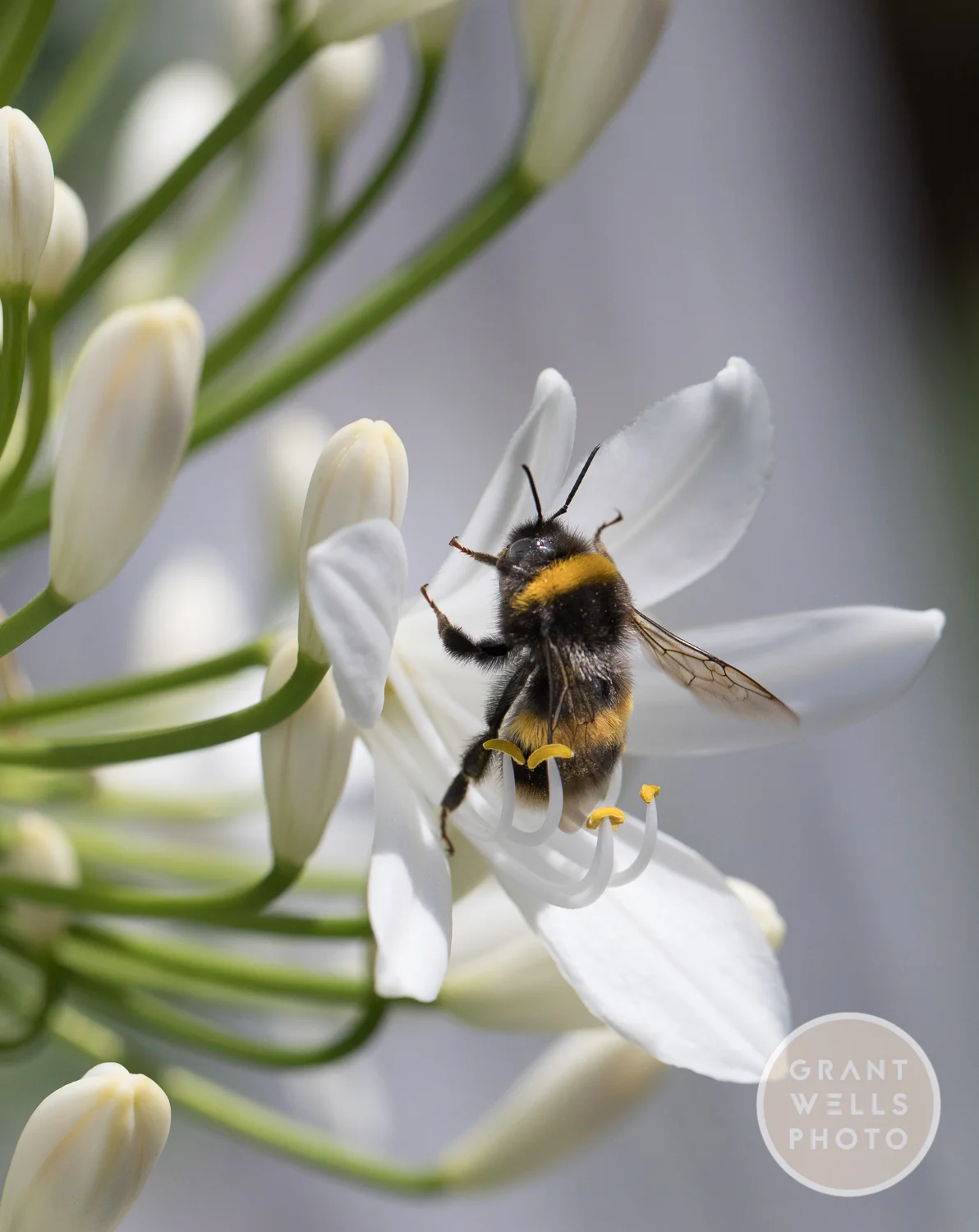 Just bee cause