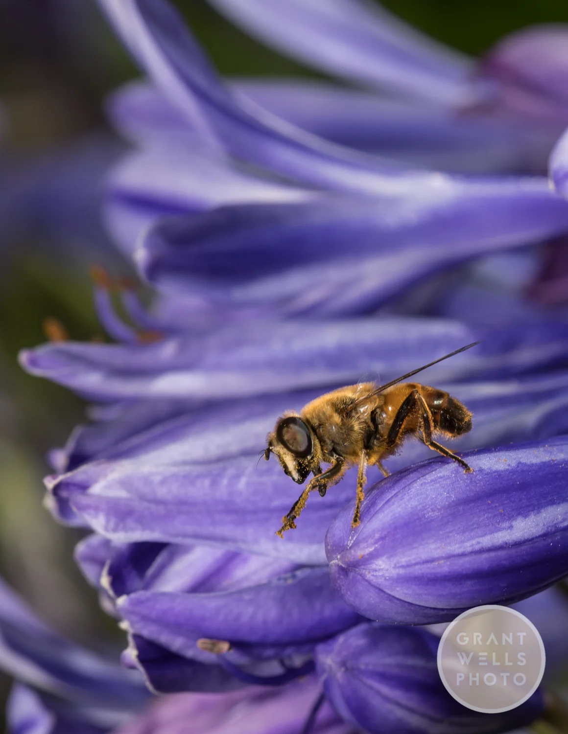 Beez kneez