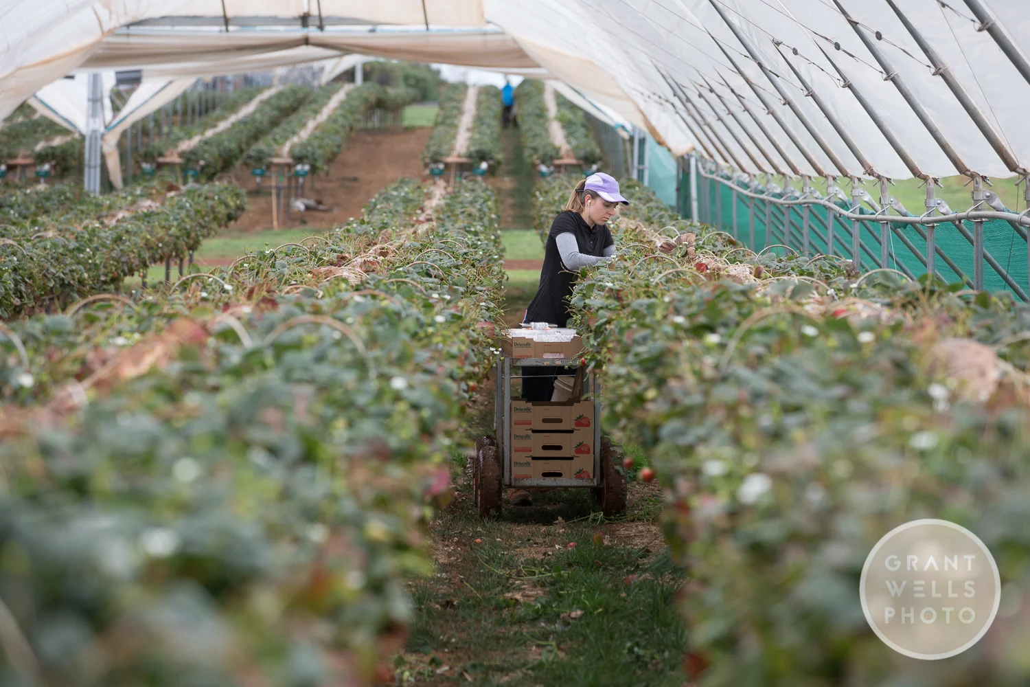 Canon 5Dmk4 ISO 100 1/125 f4.5 Canon 70-200 f2.8 zoom @ 145mm