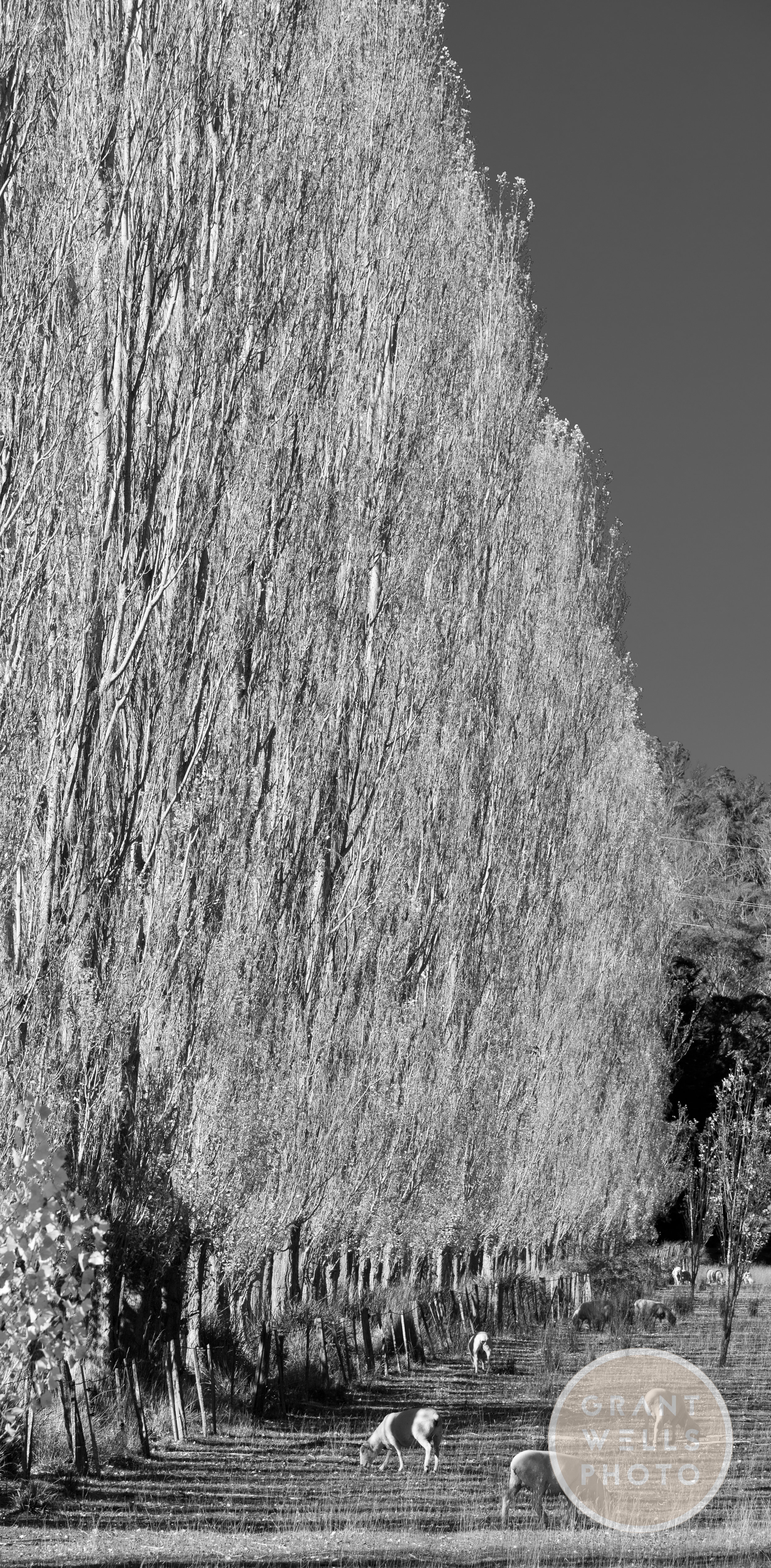 poplars-3.jpg