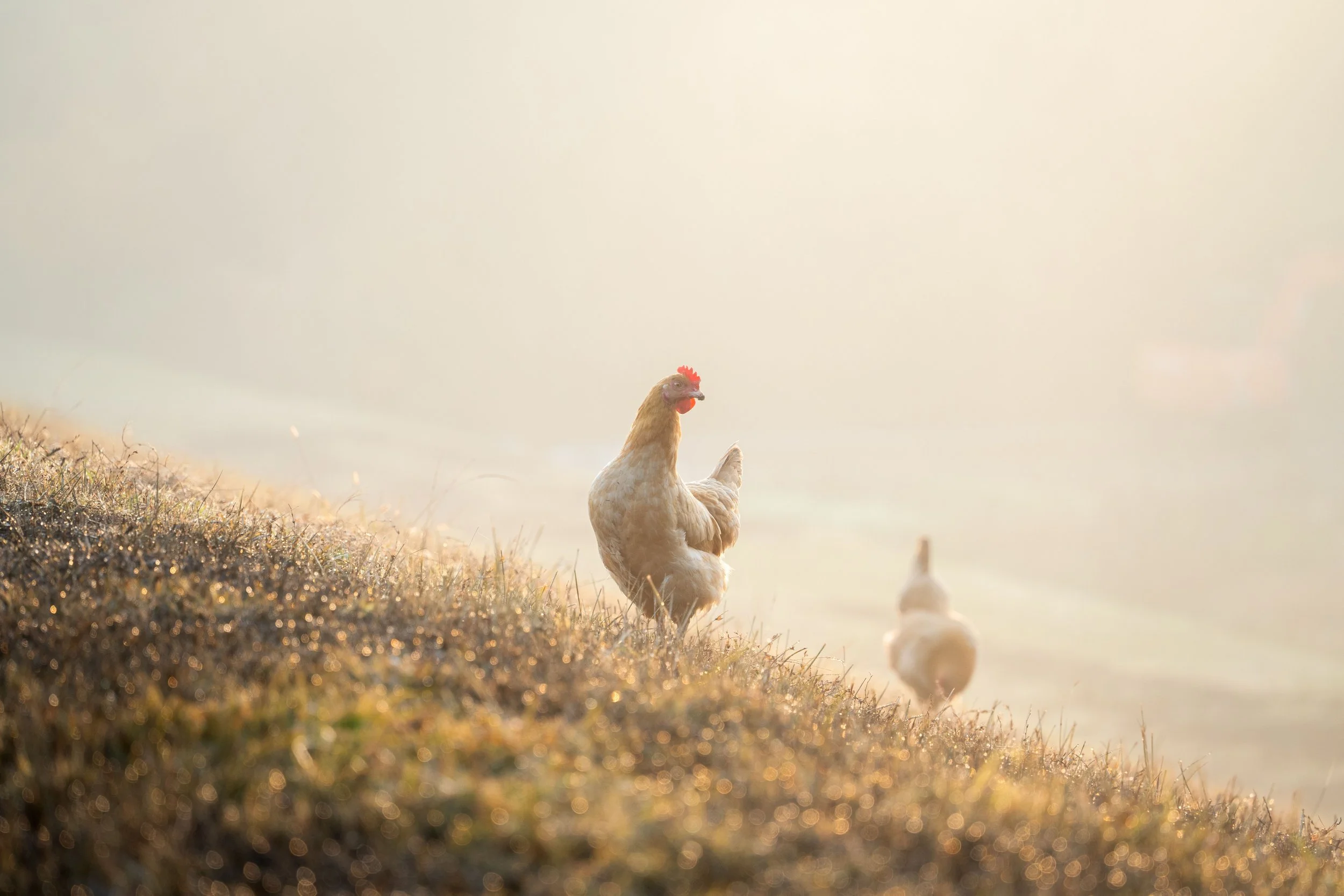 Gray chicken on a hill on a foggy morning