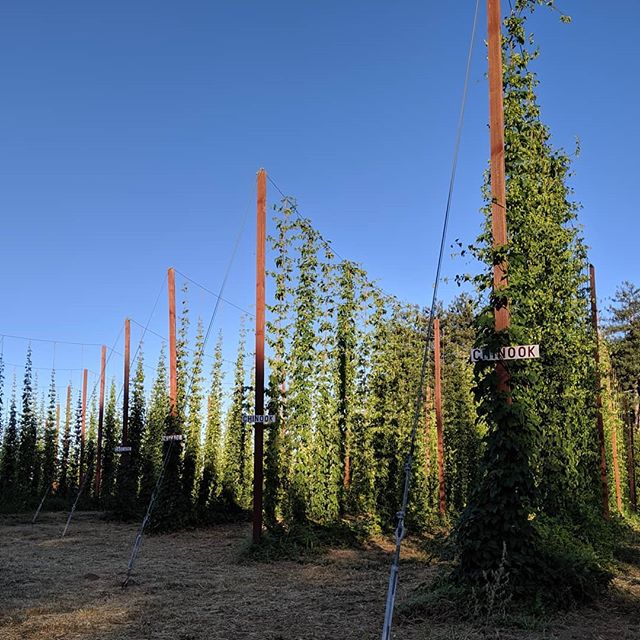 Sunset over the Chinook and Cascade at @capracopia farm. In just a few weeks we'll be back here brewing fresh hop beer. There's still a few spots left, link in our bio.